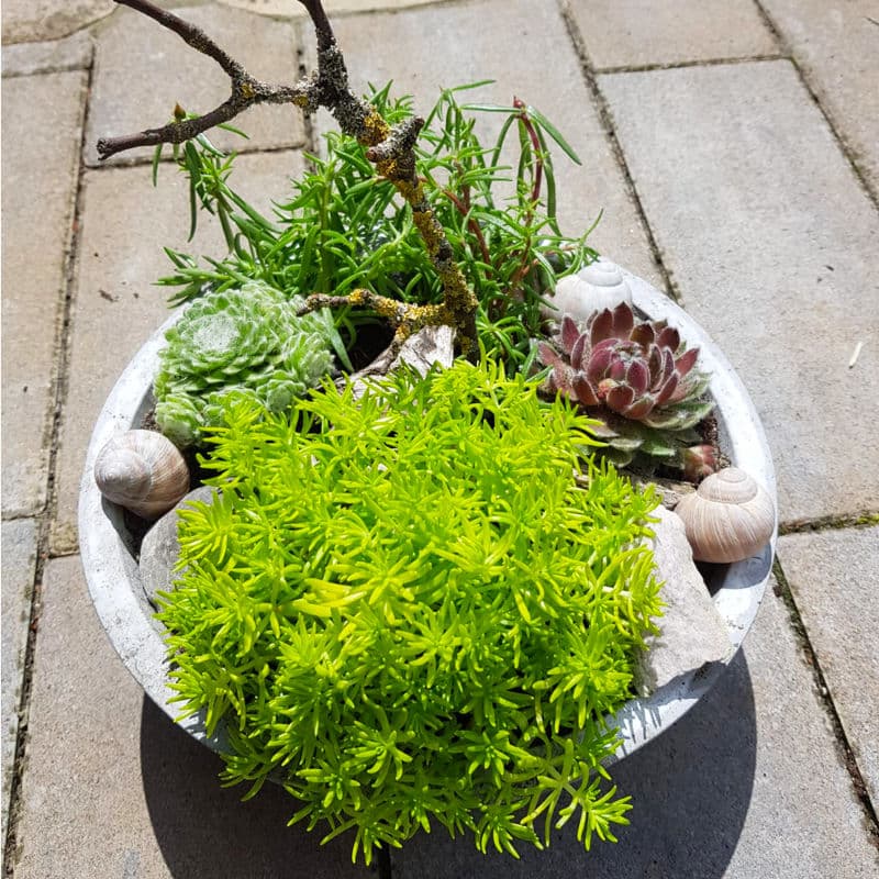 Eine Schale für den Garten aus Beton mit Pflanzen.